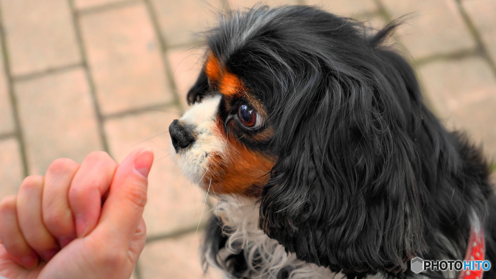 那須どうぶつ王国　犬とのふれあい