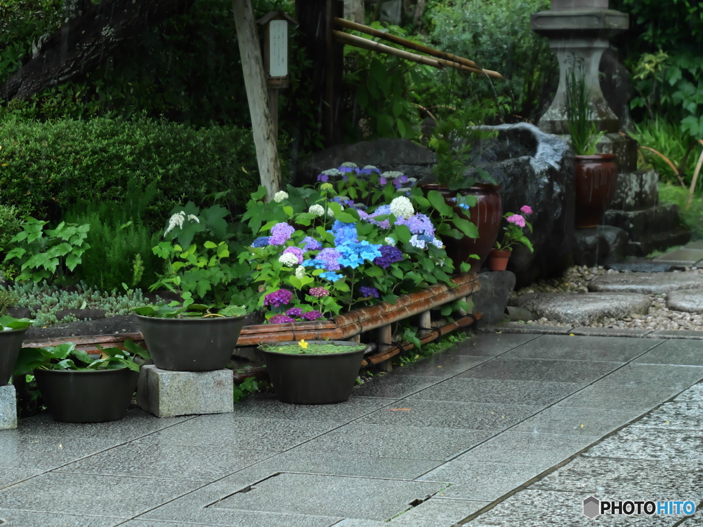 長谷寺紫陽花①