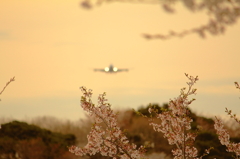 到着を待つ桜達