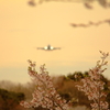到着を待つ桜達