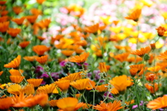 お花畑