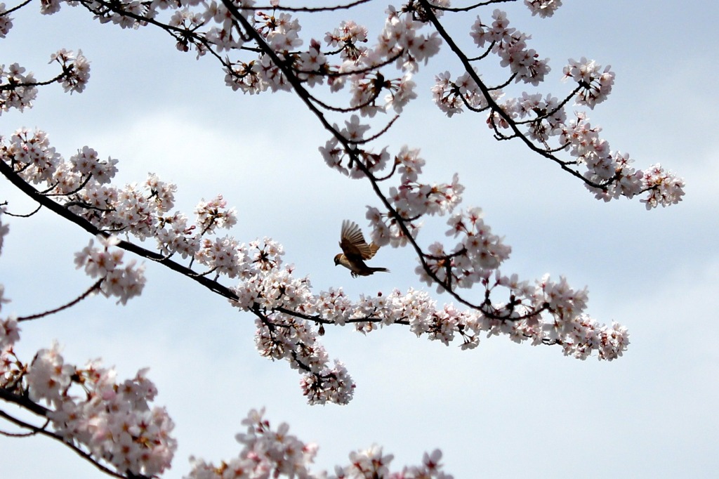 花見雀