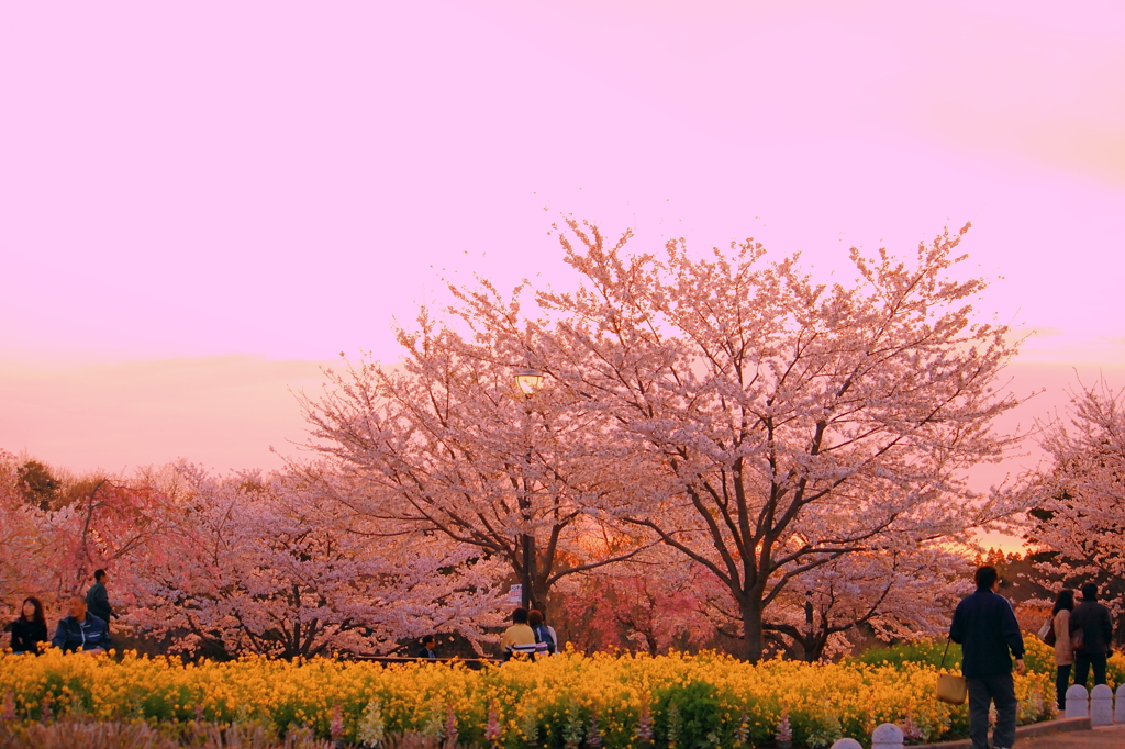 満開と夕暮れ