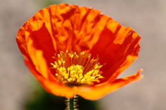 しわくちゃな花びら
