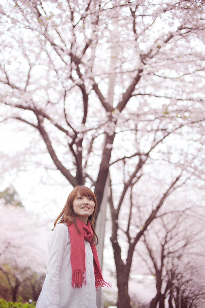 曇り桜