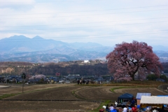 巨大な一本桜