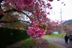 河津桜