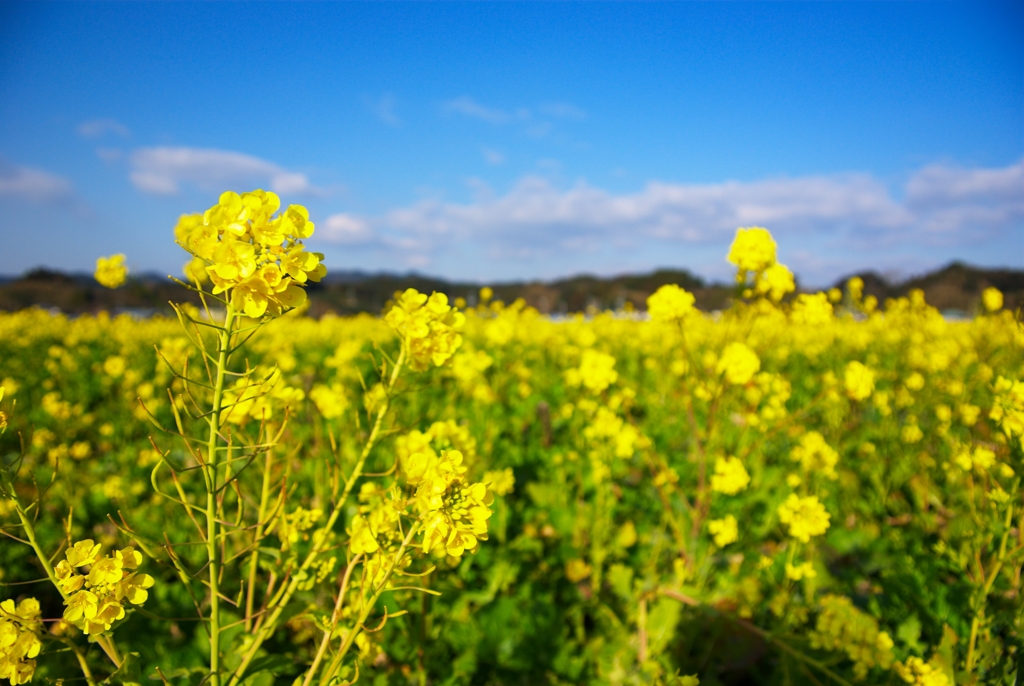 菜の花畑