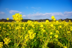 菜の花畑