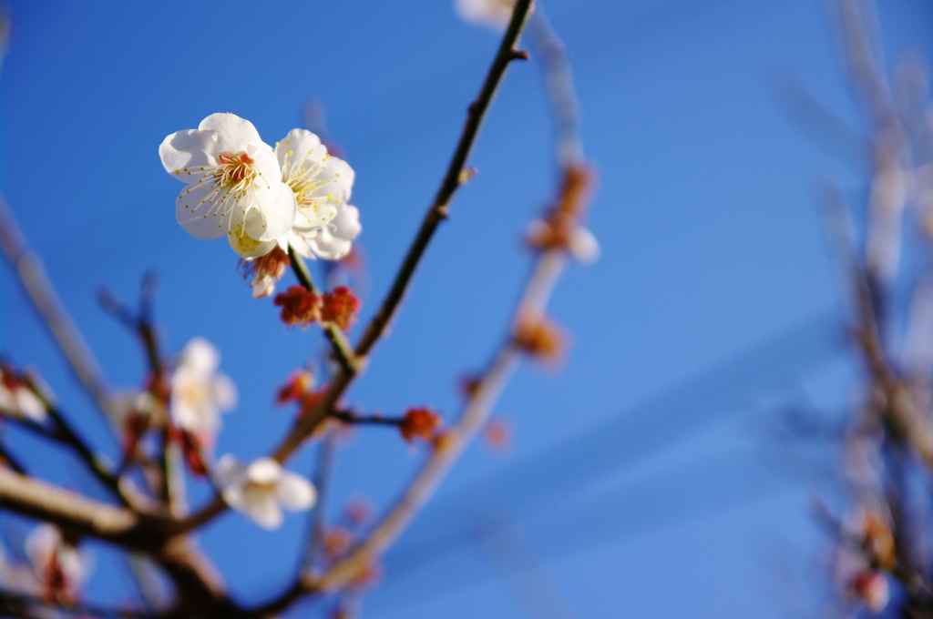 梅の花