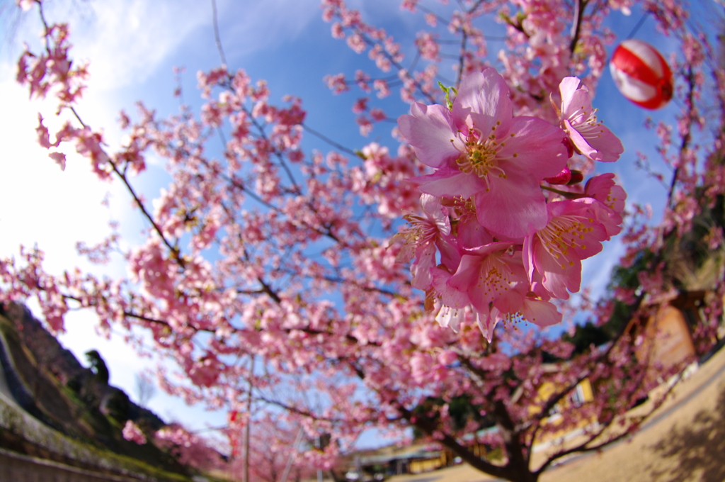 クローズアップ河津桜