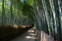 大河内山荘への道