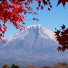 紅葉の中の富士山