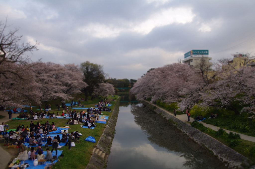 花見