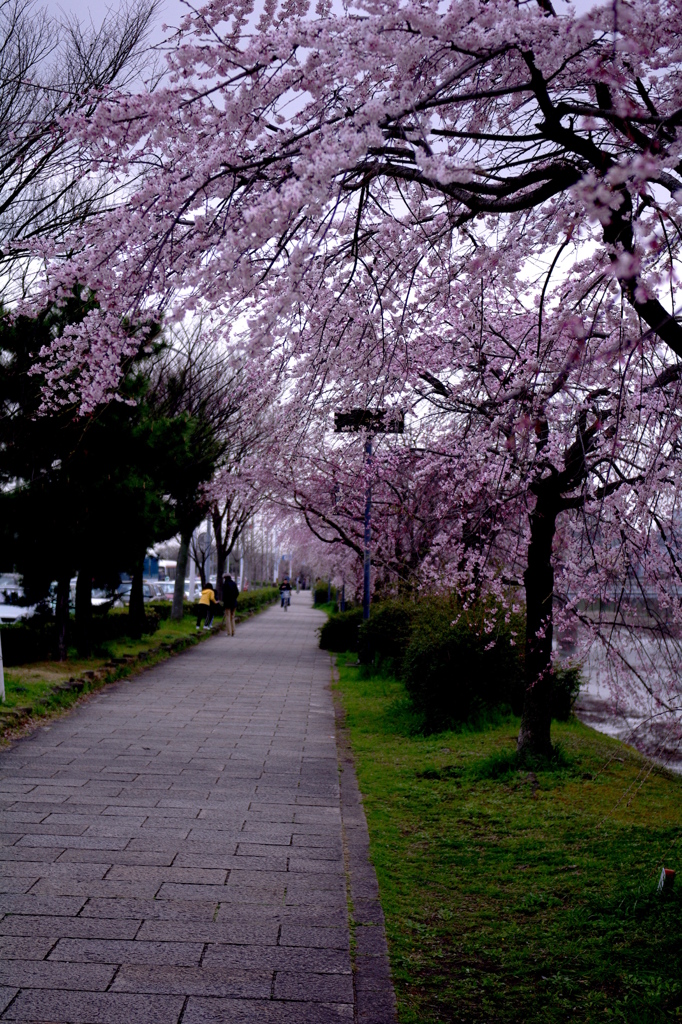 鴨川沿い桜道