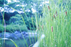 ガマの穂と池