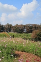 コスモスの川