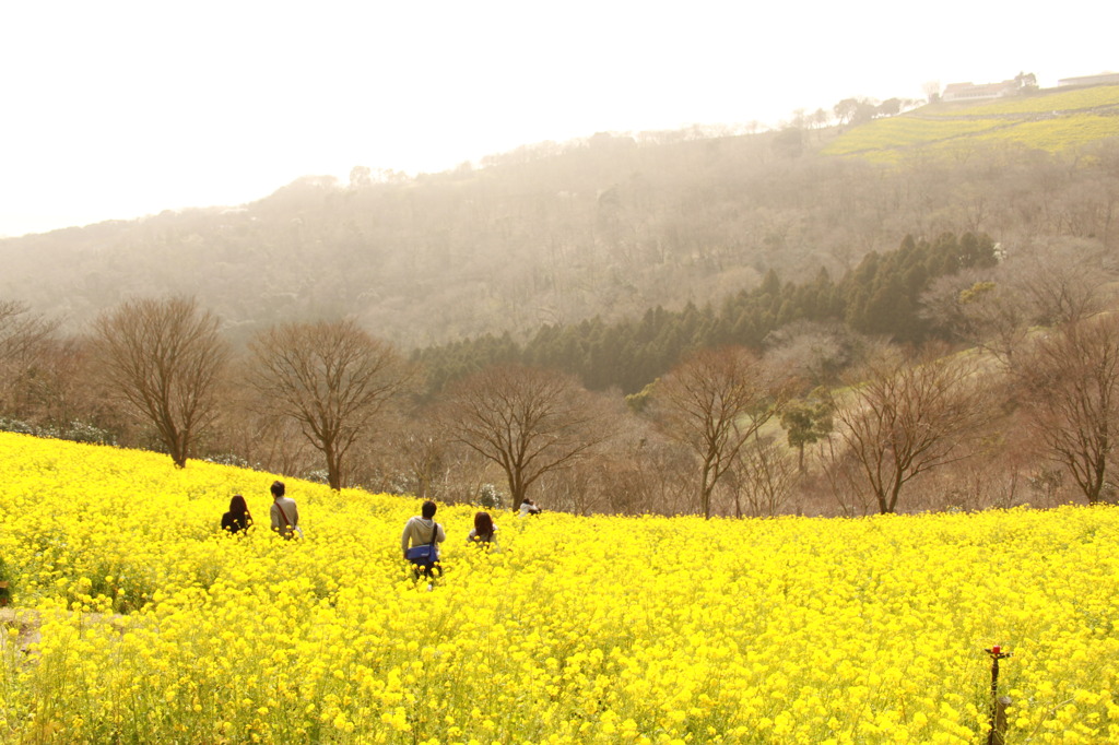 向こうにも菜の花