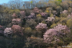 山桜の里