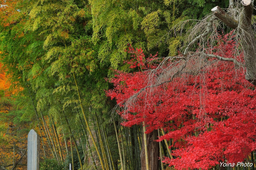 竹林の秋模様