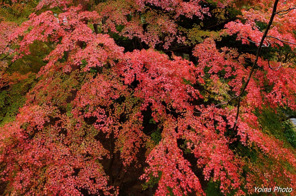 静寂の紅