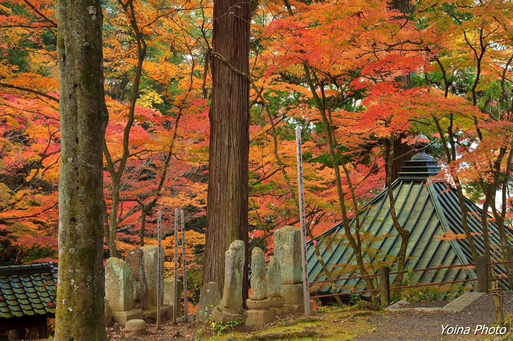 錦秋の忍ぶのさと