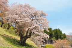 春陰に咲く