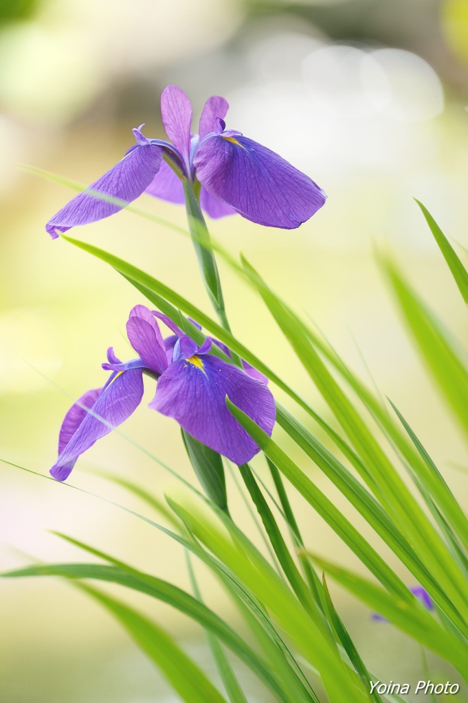 菖蒲東風