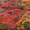 紅葉際立って