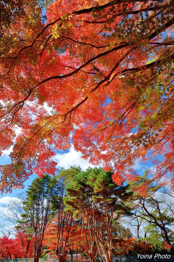 秋晴れの色