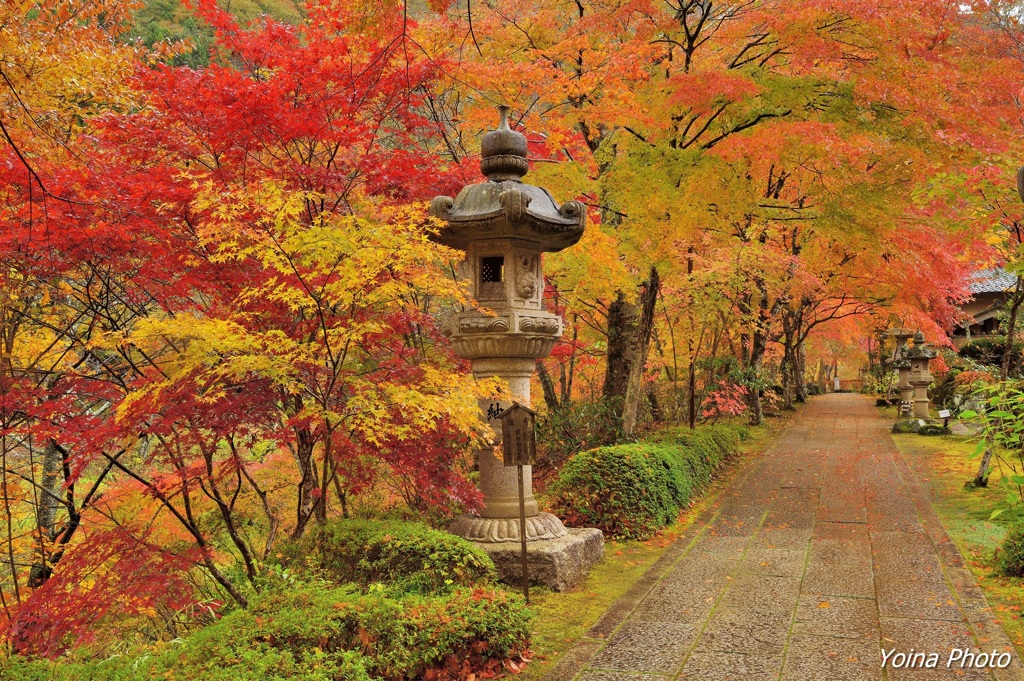 凄雨の参道