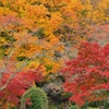 色づく栃木
