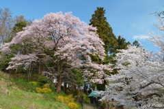 花日和