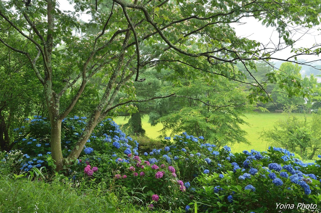 合歓の花咲く