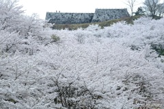 鎮魂の白桜