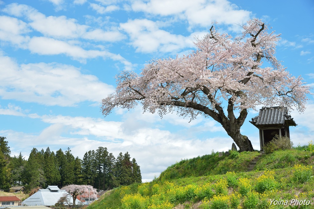 山里の春