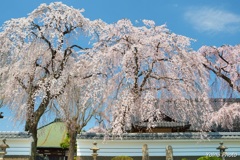 見守り桜
