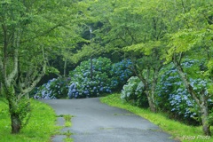 雨上がりの朝