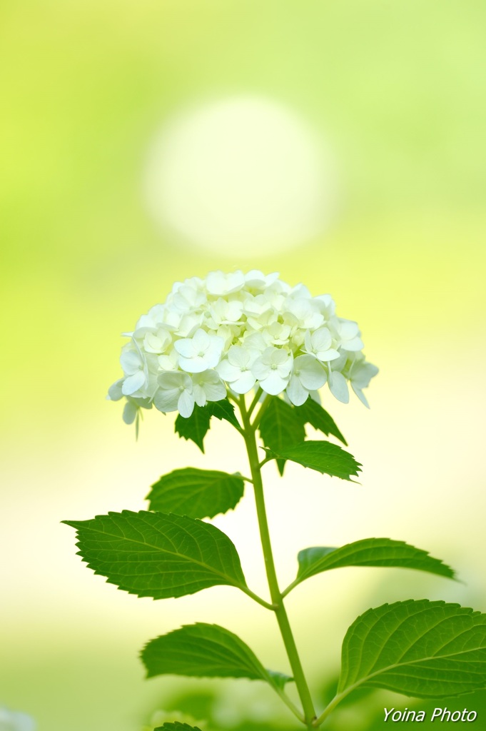 背伸びして