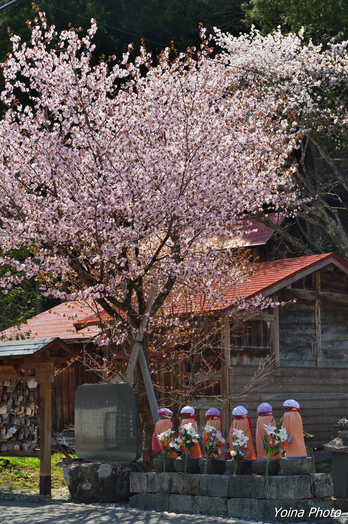 六地蔵桜