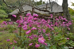 秋明菊咲く古寺