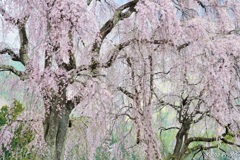 桜模様