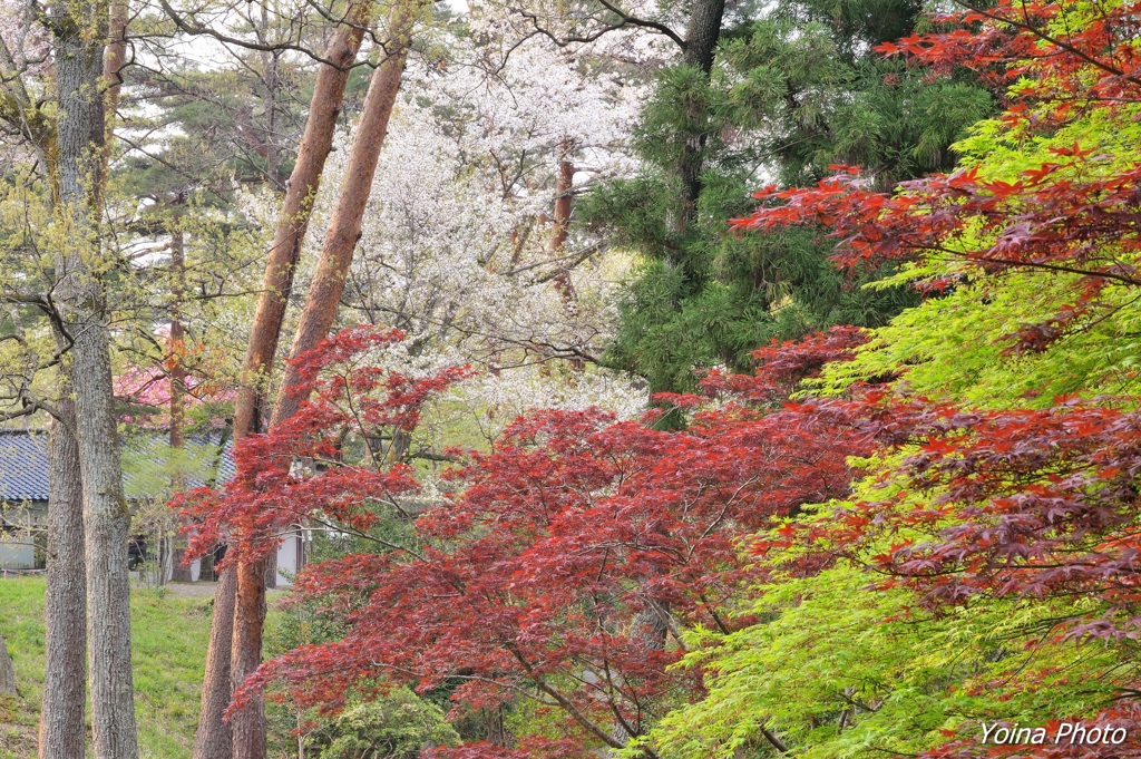 もみじ春紅葉