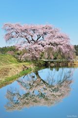 双子桜 