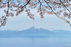 山湖桜