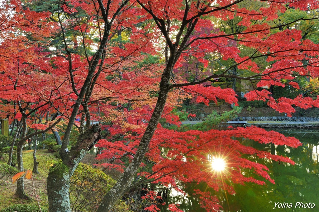 大池の太陽