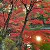 大池の太陽