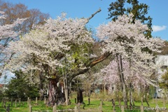 かみよ桜