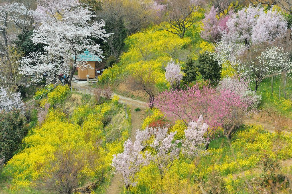 里山萌ゆ