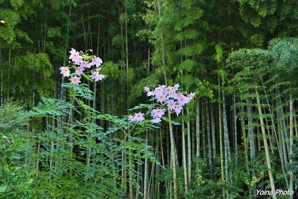 秋寂びに華一つ